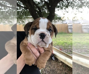Bulldog Puppy for sale in MIDLOTHIAN, TX, USA