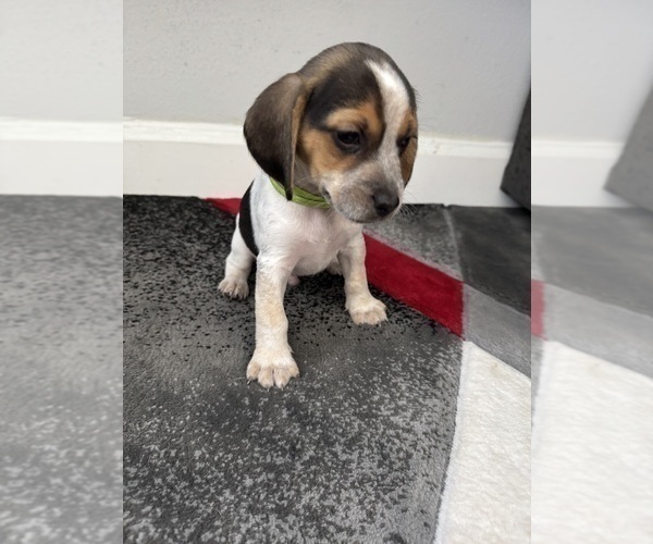 Medium Photo #5 Beagle Puppy For Sale in ORLANDO, FL, USA