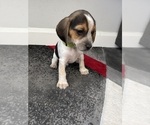 Small #4 Beagle