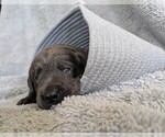 Small #2 Labrador Retriever