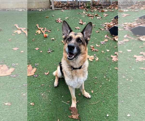 Medium Photo #11 German Shepherd Dog Puppy For Sale in Woodland, CA, USA