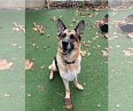 Small #10 German Shepherd Dog