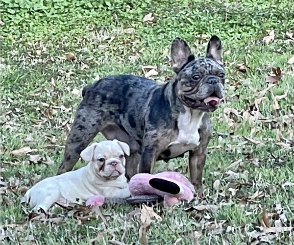 Full screen Photo #3 French Bulldog Puppy For Sale in SAND SPRINGS, OK, USA