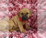 Small Photo #1 Boerboel Puppy For Sale in NOTTINGHAM, PA, USA