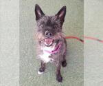 Small #1 Mutt