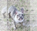 Small Photo #1 French Bulldog Puppy For Sale in NAPLES, FL, USA