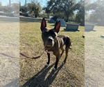 Small #5 Mutt