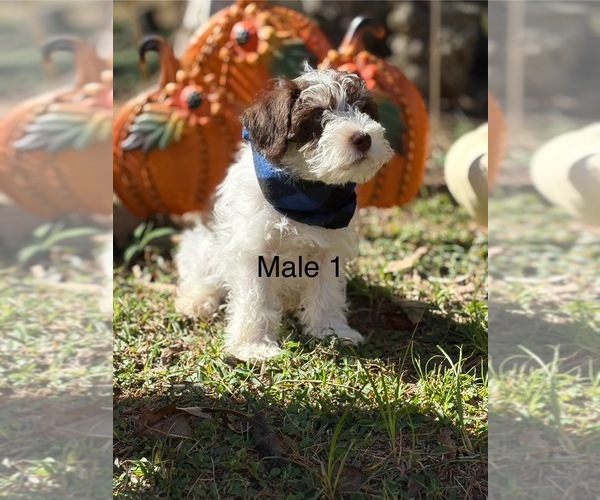 Medium Photo #1 Schnauzer (Miniature) Puppy For Sale in HATTIESBURG, MS, USA