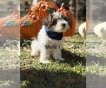Puppy Puppy 1 Schnauzer (Miniature)