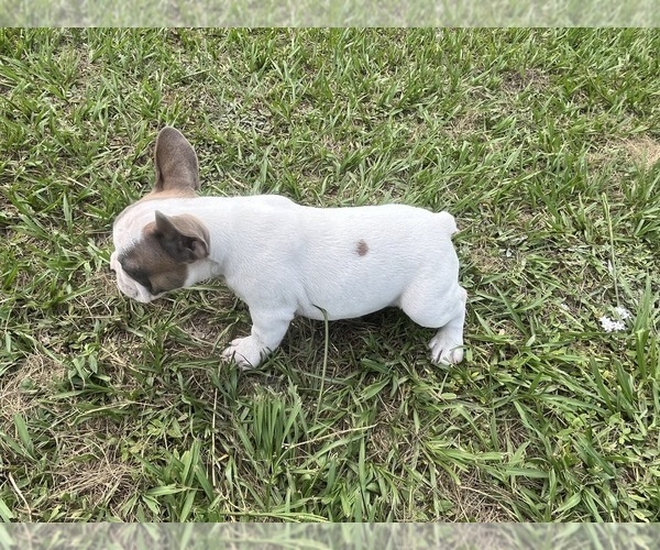 Medium Photo #4 French Bulldog Puppy For Sale in SEBRING, FL, USA