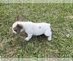 Small Photo #4 French Bulldog Puppy For Sale in SEBRING, FL, USA