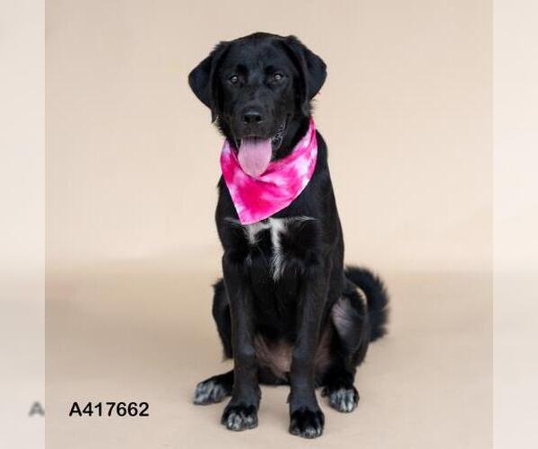 Medium Photo #1 Labrador Retriever Puppy For Sale in Conroe, TX, USA