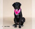 Small Labrador Retriever