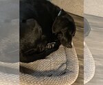 Small Photo #5 Labrador Retriever-Unknown Mix Puppy For Sale in Rowlett, TX, USA