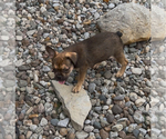 Small #2 French Bulldog