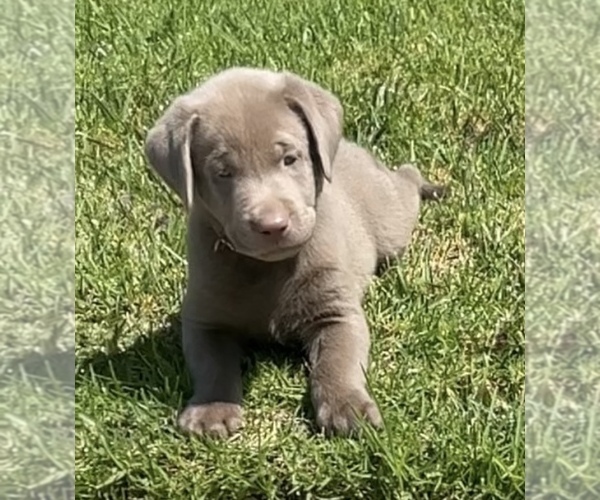 Medium Photo #7 Labrador Retriever Puppy For Sale in BREA, CA, USA