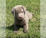 Small #6 Labrador Retriever