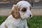 Small Photo #27 Cavapoo Puppy For Sale in PHOENIX, AZ, USA