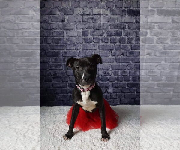 Medium Photo #63 American Pit Bull Terrier-Unknown Mix Puppy For Sale in Germantown, OH, USA