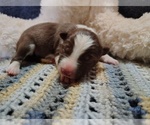 Small Photo #272 Border Collie Puppy For Sale in NORBORNE, MO, USA