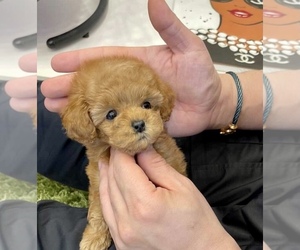 Poodle (Toy) Puppy for sale in WELLESLEY, MA, USA