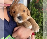 Small Photo #4 Australian Labradoodle Puppy For Sale in RICHLAND, WA, USA