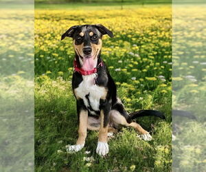 Mutt Dogs for adoption in Wakefield, RI, USA