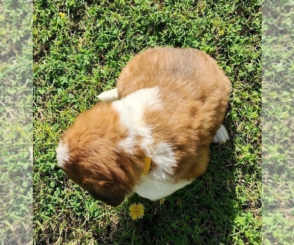 Medium Photo #40 Saint Bernard Puppy For Sale in TURLOCK, CA, USA