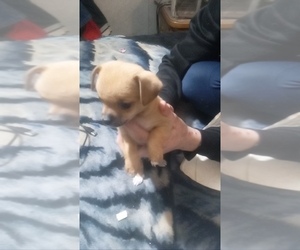 Chiweenie Puppy for sale in RIO LINDA, CA, USA