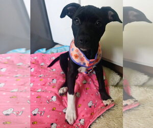 Australian Shepherd-Staffordshire Bull Terrier Mix Dogs for adoption in Davis, CA, USA