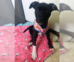 Small Australian Shepherd-Staffordshire Bull Terrier Mix