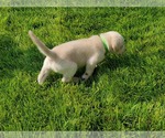 Small Photo #10 Labrador Retriever Puppy For Sale in MC COOK, NE, USA