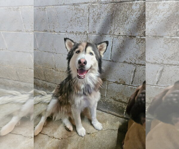 Medium Photo #1 Siberian Husky-Unknown Mix Puppy For Sale in El Centro, CA, USA