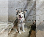Small Siberian Husky Mix