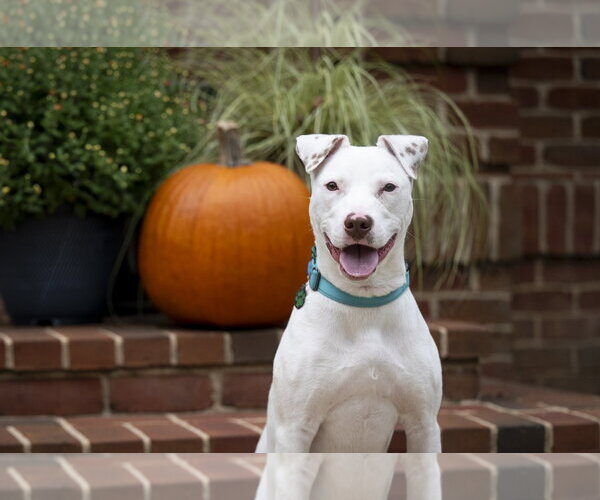 Medium Photo #1 American Staffordshire Terrier-Jack Russell Terrier Mix Puppy For Sale in Arlington, VA, USA