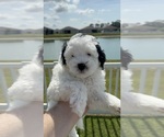 Small #1 Miniature Bernedoodle