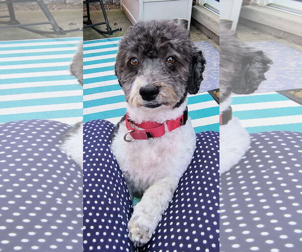 Medium Photo #1 Havanese-Unknown Mix Puppy For Sale in Cuba, NY, USA