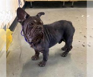 French Bulldog Dogs for adoption in Camarillo, CA, USA