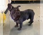 Small French Bulldog