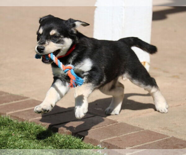 Medium Photo #1 German Shepherd Dog-Unknown Mix Puppy For Sale in San Diego, CA, USA