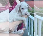 Small Photo #107 Great Dane Puppy For Sale in SPRAGGS, PA, USA