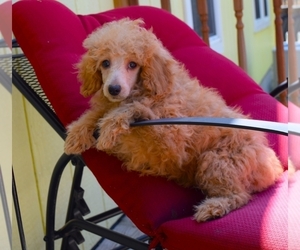 Poodle (Toy) Puppy for sale in BARNESVILLE, KS, USA
