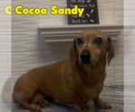 Small #1 Dachshund