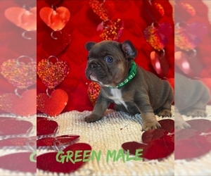 French Bulldog Puppy for sale in DEER PARK, NY, USA