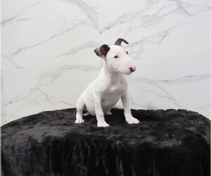 Bull Terrier Puppy for sale in MIAMI, FL, USA