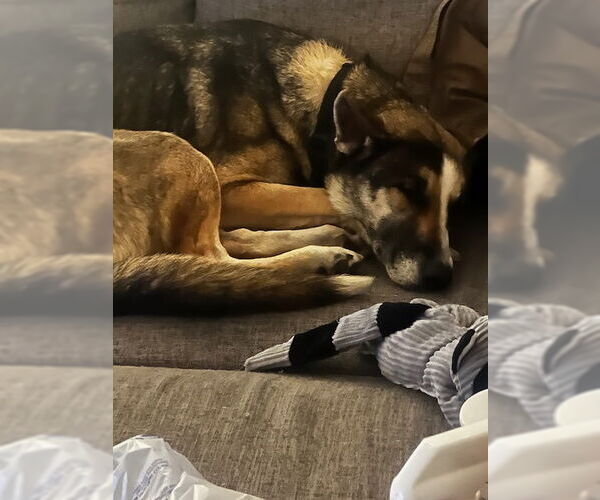 Medium Photo #3 - Mix Puppy For Sale in Chandler, AZ, USA