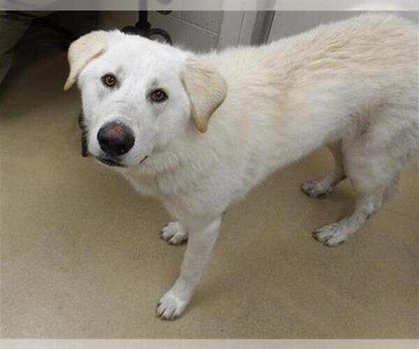 Medium Photo #1 Great Pyrenees-Unknown Mix Puppy For Sale in Santa Rosa, CA, USA