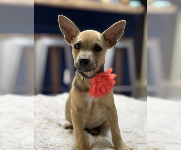 Medium Photo #4 Basenji-Labrador Retriever Mix Puppy For Sale in Phoenix, AZ, USA