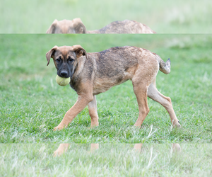 Mutt Dogs for adoption in Minneapolis, MN, USA