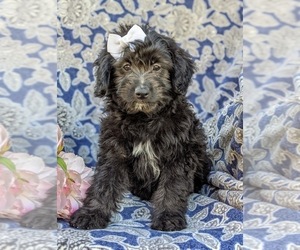 Aussiedoodle Miniature Puppy for sale in CHRISTIANA, PA, USA